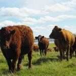 Trump urges U.S. cattle ranchers to lower prices as he touts tariffs