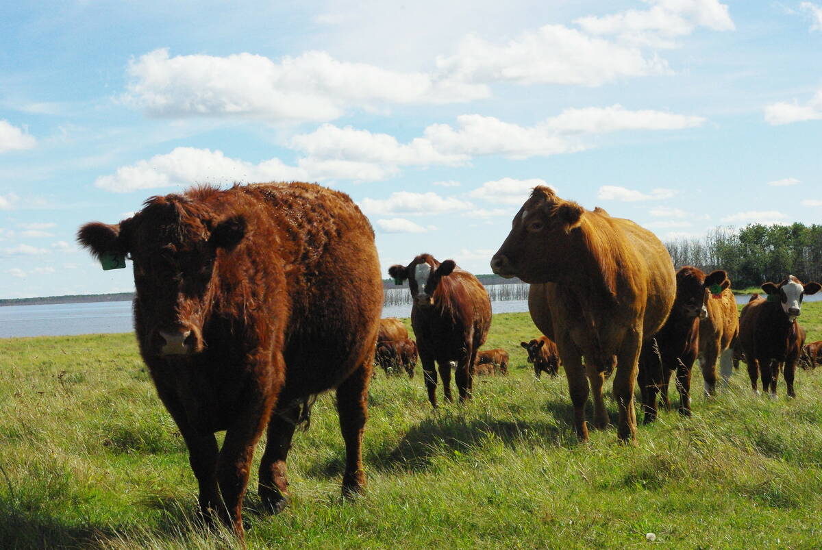 Ontario hog farmers to get new options with Michigan plant