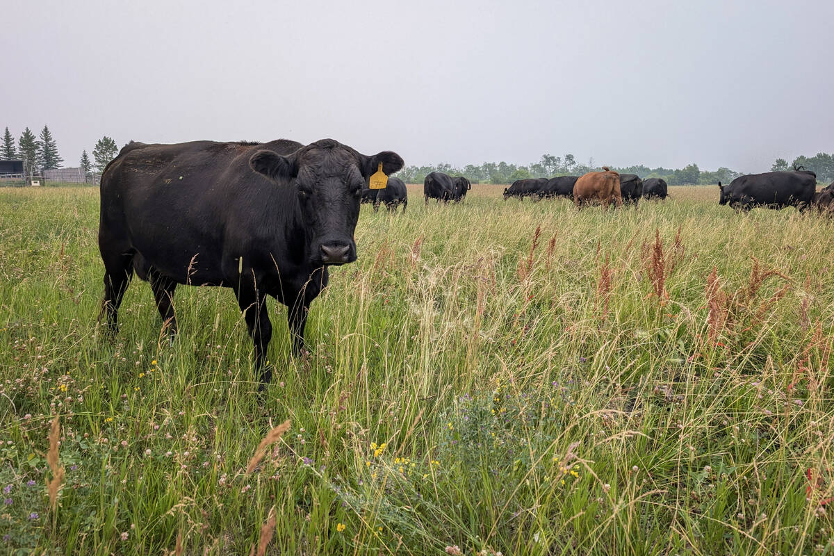 The Canadian beef industry has long decried regulatory issues that it says serves as a non-tariff barrier, keeping Canadian meat out of European markets. Photo: Geralyn Wichers