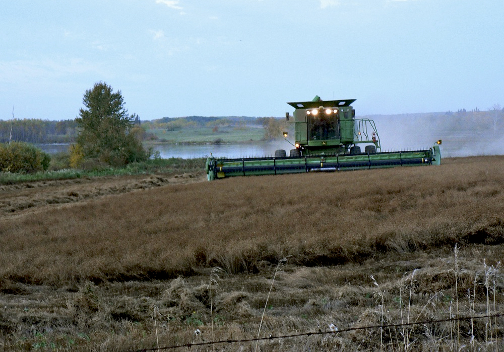 A field of flax is harvested in southern Manitoba. Photo: Donna Gamache/File
