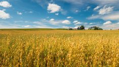 Wheat fields in New Brunswick, Canada.