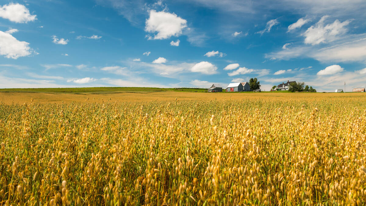 Wheat fields in New Brunswick, Canada.