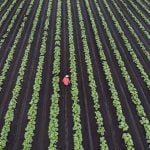 Could crop sharing be a viable option for your farm?