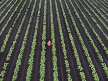 Canada, Vancouver, Richmond farm region.farmer checking crop of cucumbers