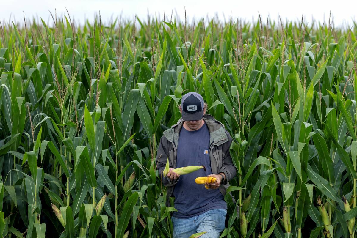 Feed weekly outlook: Purchases delayed as prices steady, supplies ample