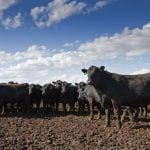 Cattle at a feedlot near North Platte, Nebraska. (AndrewLinscott/iStock/Getty Images)
