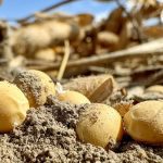 AgGronomyTV: Ontario’s 2025 soybean growing season