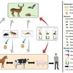 Contributed file from a 2018 study called Vesicular Stomatitis Virus Transmission: A comparison of Incriminated Vectors, by Paula Rozo-Lopez, Barbara S. Drolet and Beline Londono-Renteria
