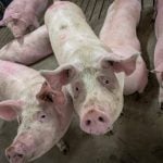 An organic pork company that is opposed to cloning and gene editing in livestock production says the federal government’s cloned-animal, novel food pause underscores the importance of producer and consumer engagement in food policy. Photo: File
