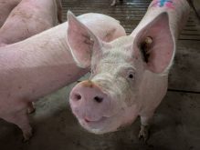 South Korea&#8217;s Agriculture Ministry issues &#8216;standstill&#8217; order for pig farms to curb outbreak. Photo: Geralyn Wichers

