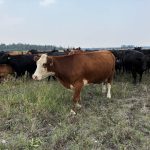 Genotyping in the beef industry isn’t expected to replace visual appraisal. Photo: File
