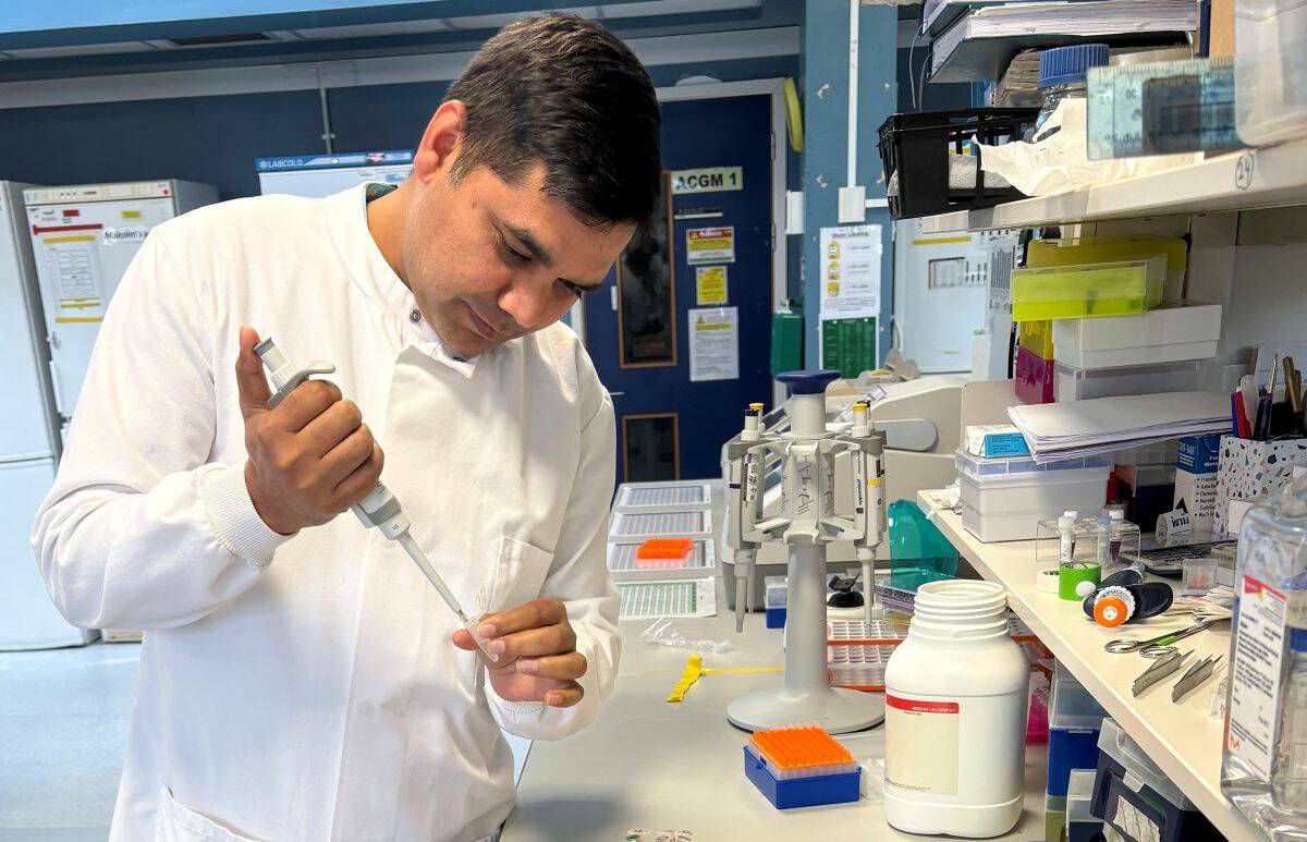 Dr. Pandey adds the polymerase enzyme to the reaction mixture for genotyping the mutant plant using the polymerase chain reaction (PCR). Photo: Dr. Bipin Pandey