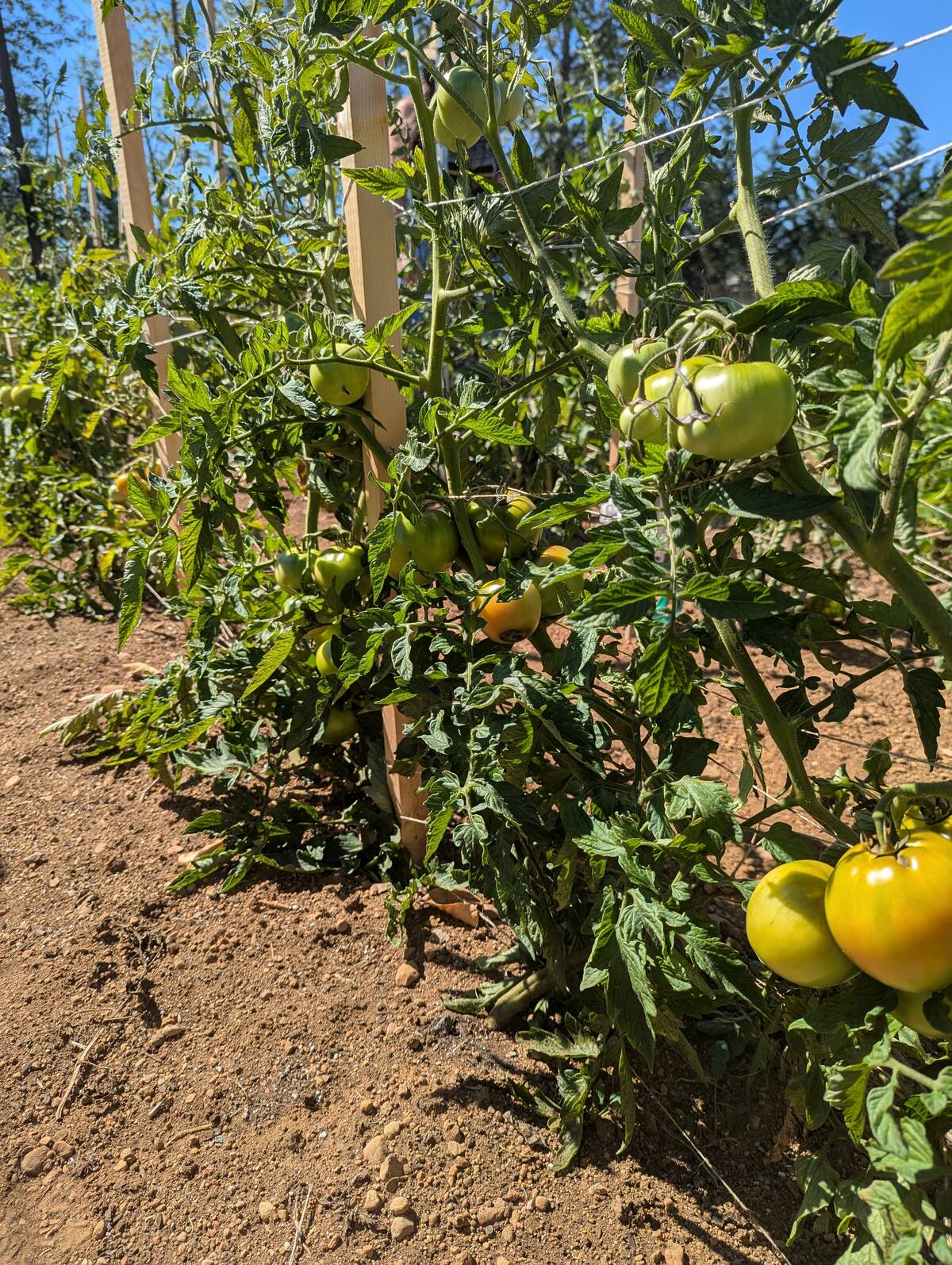 Dry-farmed tomatoes ripening at Yellow Boot Farm.