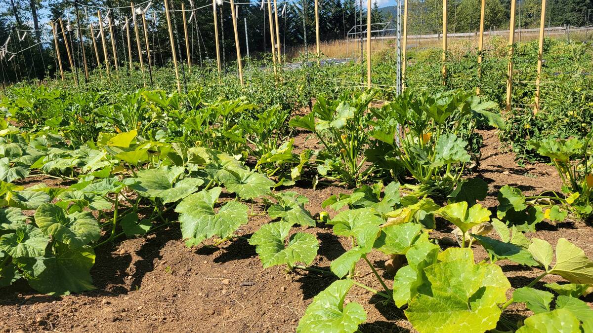 Dry farming trial at Yellow Boot Farm, Black Creek.