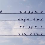 Birds standing on wire, different one standing against the mass in cloudy sky, can be used leadership/individuality concepts. (3d render)