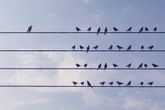 Birds standing on wire, different one standing against the mass in cloudy sky, can be used leadership/individuality concepts. (3d render)