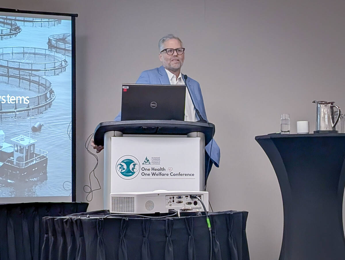 U.S. livestock: CME hogs bounce back on bargain buying