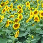 Ukraine increases rapeseed, soybeans processing as sunflower crop falls, analyst says