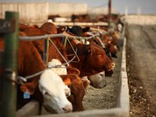 The Canadian Cattle Association argues that U.K. beef imports to Canada have surged, but regulatory issues have kept Canadian beef trade from growing the other direction. Photo: Canada Beef
