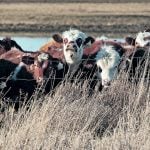 A review and potential reset of the Canadian Cattle Association were the focus of a two-day meeting of provincial beef association representatives. Photo: File
