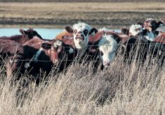 A review and potential reset of the Canadian Cattle Association were the focus of a two-day meeting of provincial beef association representatives. Photo: File
