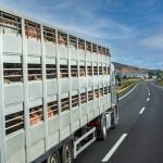 Canada has yet to see a case of ASF, however the virus has devastated hog barns in China and other Asian nations. Photo: Miguel Perfectti/GettyImages

