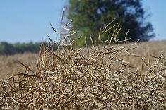 ICE Canada Weekly: Canola unlikely to have a good start to 2026