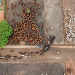 A drone image shows cattle entering a feedlot at CMA Farm in Barretos, Sao Paulo state, Brazil, December 4, 2025. Photo: REUTERS/Joel Silva
