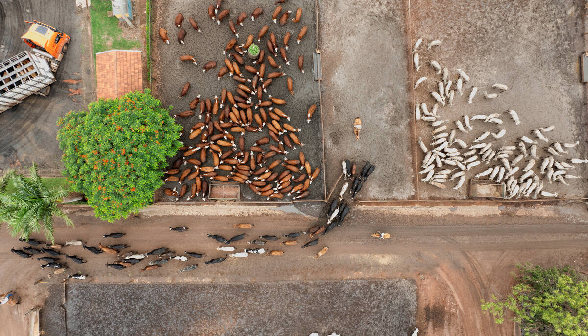 A drone image shows cattle entering a feedlot at CMA Farm in Barretos, Sao Paulo state, Brazil, December 4, 2025. Photo: REUTERS/Joel Silva

