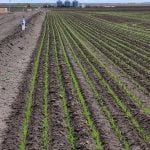 Uniform plant emergence occurs even in the corners of fields thanks to Funk’s sub-surface drip irrigation system. Credit: Brady Funk
