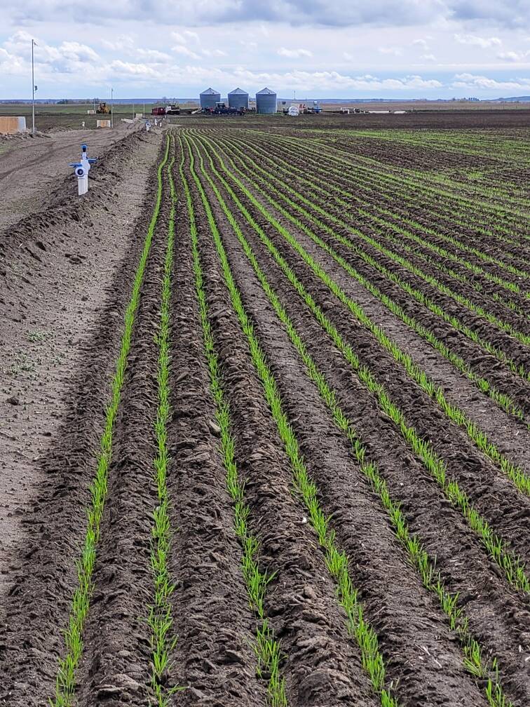 Uniform plant emergence occurs even in the corners of fields thanks to Funk’s sub-surface drip irrigation system. Credit: Brady Funk