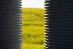 Canada, the world&rsquo;s largest exporter of canola, shipped nearly C$5 billion worth of canola products to China in 2024, about 80 per cent of which were seeds. Photo: Getty Images Plus
