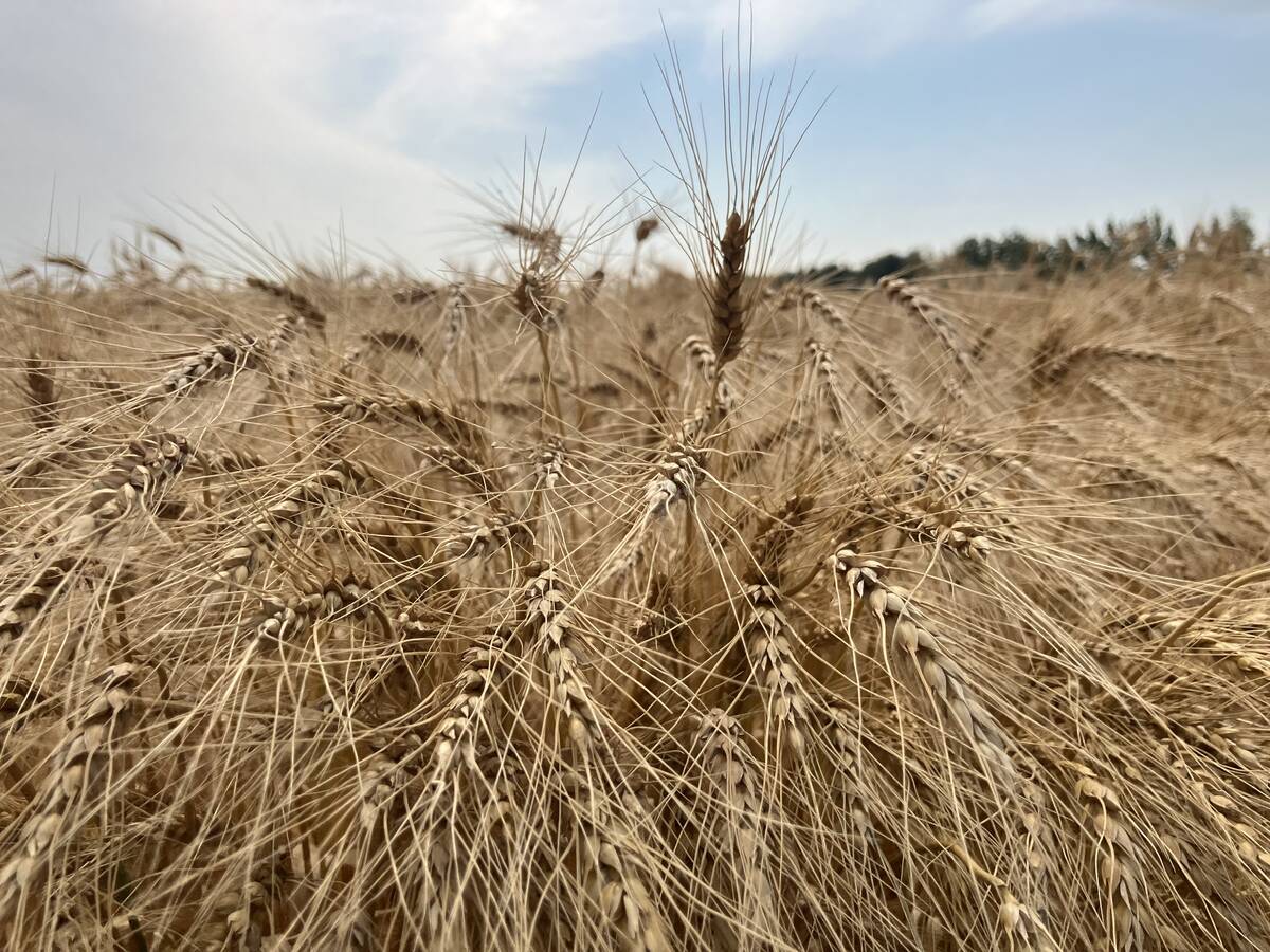 FranceAgriMer raised its outlook for soft wheat stocks at the end of 2025/26 to 2.80 million tons from 2.74 million. Photo: Greg Berg
