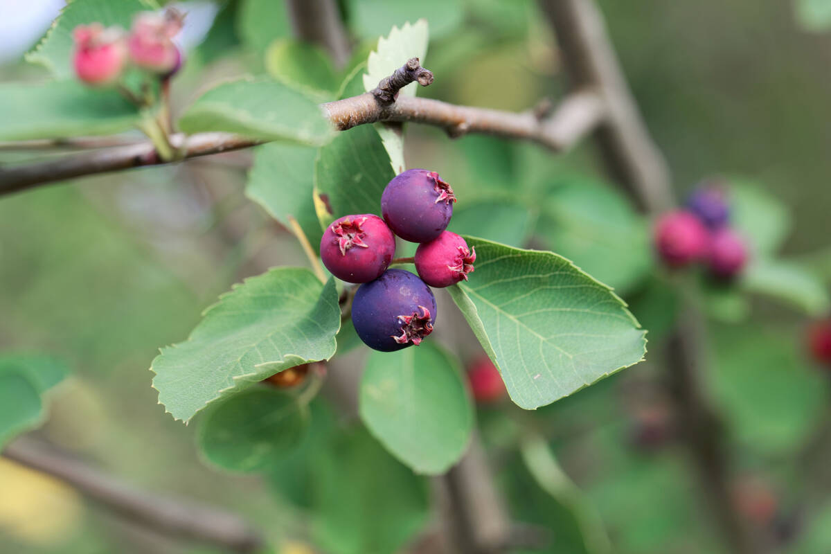 Ripening saskatoon berries. Photo: Weisschr/Getty Images Plus
