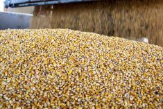 Feed grains weekly: Large U.S. corn crop to weigh on values