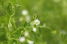 Lentil plants in bloom. (BasieB/iStock/Getty Images)
