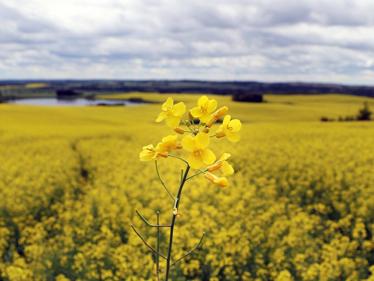 China has agreed to lower tariffs on Canadian canola seed to a combined rate of 15 per cent on March 1, 2026, from current levels of 84 per cent. Photo: Robin Booker
