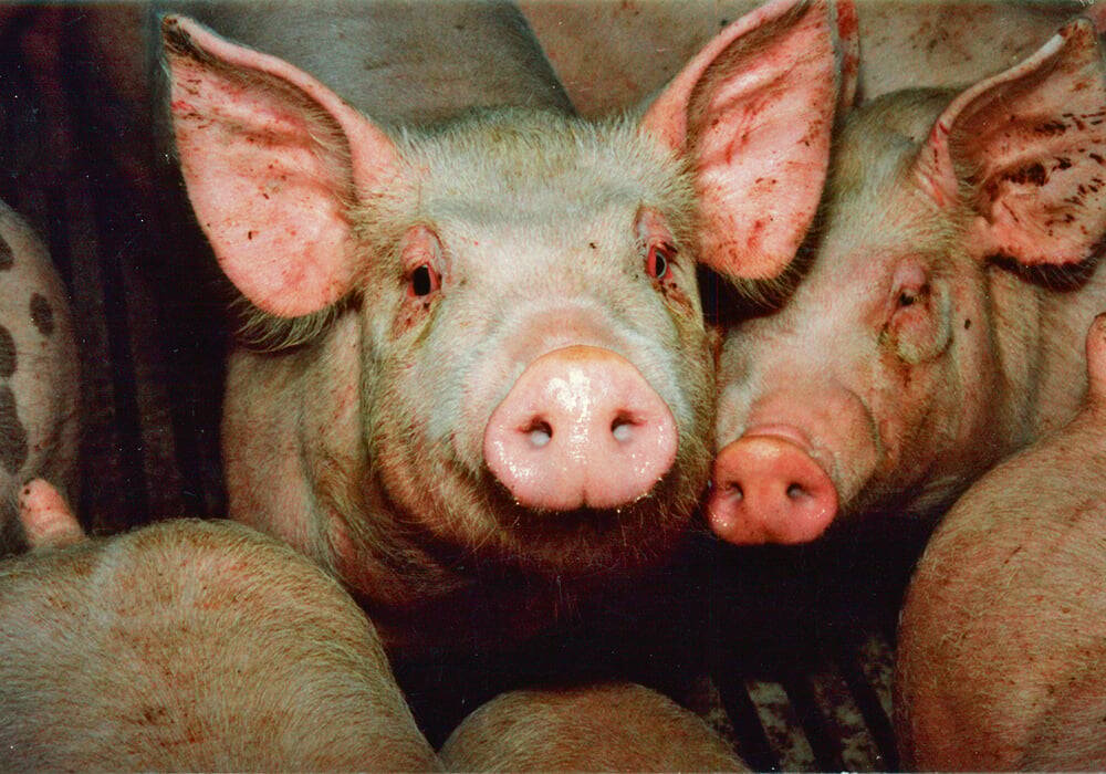 Prime Minister Mark Carney’s announcement of a new strategic partnership with China includes tariff reductions on canola and pulses, but leaves in place a 25 per cent duty on Canadian pork imports. Photo: file
