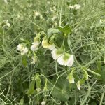 Pulse Canada is looking forward to the ‘transparent, commercial and meaningful’ trade relationship with China getting back on track. Photo: file
