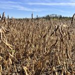 CBOT weekly outlook: Large South American crops looming