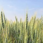 Photo: Miranda Leybourne
