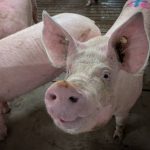 The Canadian pork sector attributes $130 million in annual losses to PRRS , which can cause fever, breathing problems, stillborn piglets and death. Photo: Geralyn Wichers
