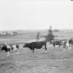 An archival photo of cattle at the federal research farm at Nappan, N.S. The facility, which dates back to 1887, is one of several AAFC sites marked in January 2026 for closure. Photo: Topley Studio/Library and Archives Canada/PA-026266