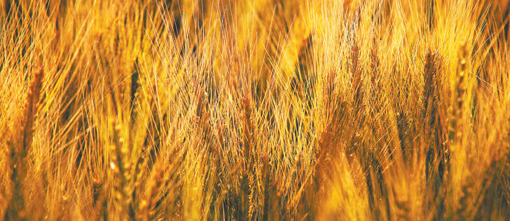 Hog producers continue operations despite losses