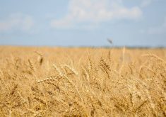 Prairie Wheat Weekly: Prices climb in most locales