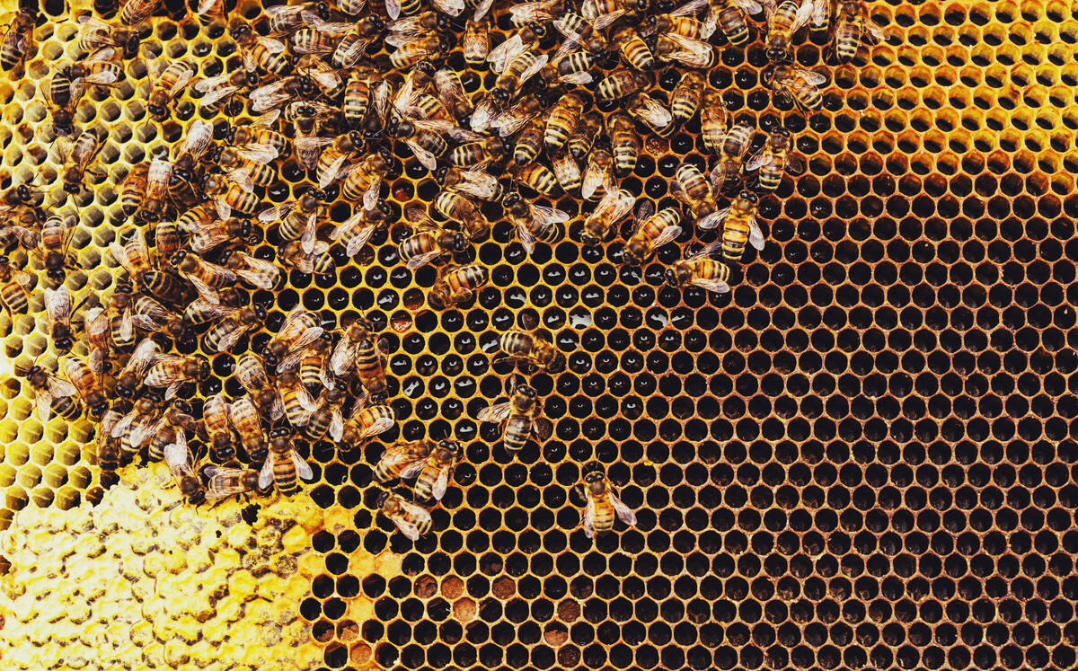 Honeybees swarm around their Queen as she lays eggs inside a beehive. Photo: shaunl/Getty Images Plus
