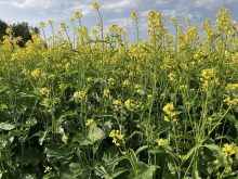Mustard prices holding steady
