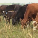 The Canadian Cattle Association and Beef Cattle Research Council says AAFC research cuts will have far-reaching impacts for cattle producers, the beef industry, consumers and Canada&rsquo;s efforts to grow the economy and diversify export markets. Photo: Greg Berg
