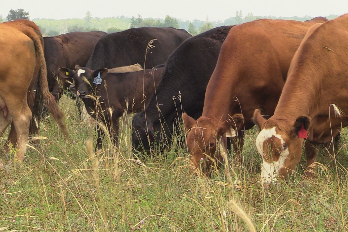 The Canadian Cattle Association and Beef Cattle Research Council says AAFC research cuts will have far-reaching impacts for cattle producers, the beef industry, consumers and Canada’s efforts to grow the economy and diversify export markets. Photo: Greg Berg
