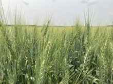 Wheat near Stockholm, Saskatchewan in July, 2024. | Greg Berg photoAAFC has confirmed it will be cutting 665 jobs and closing seven research centres across Canada &mdash; moves that have drawn broad criticism from the industry. | Greg Berg photo
